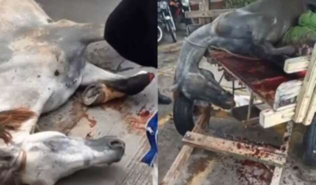 Caballo sacrificado en Barranquilla