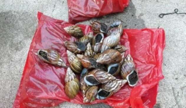 Caracol africano.