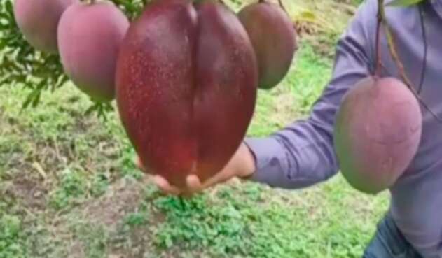 El mango más grande del mundo es colombiano
