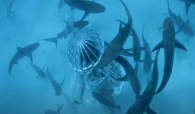 Experimento con sangre en tiburones