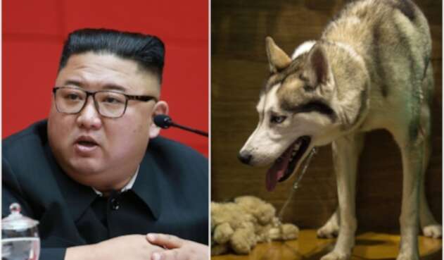 Kim Jong ordena que los perros en la capital de Corea del Norte sean confiscados