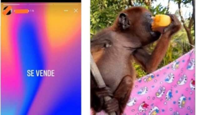 Así era comercializado el mono aullador.