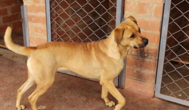 Perros abandonados.