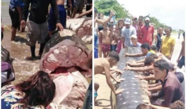 Pescadores descuartizaron un tiburón ballena con sevicia