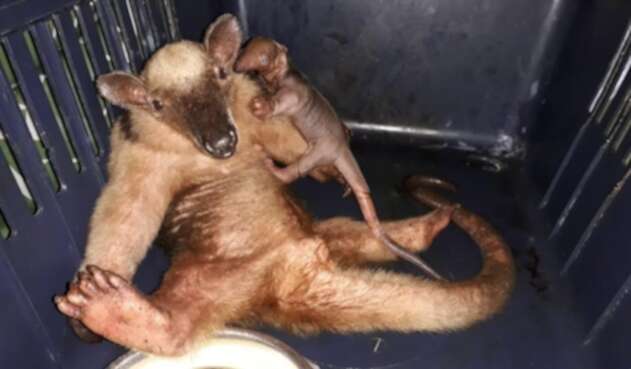Oso hormiguero Tamandua mexicana.