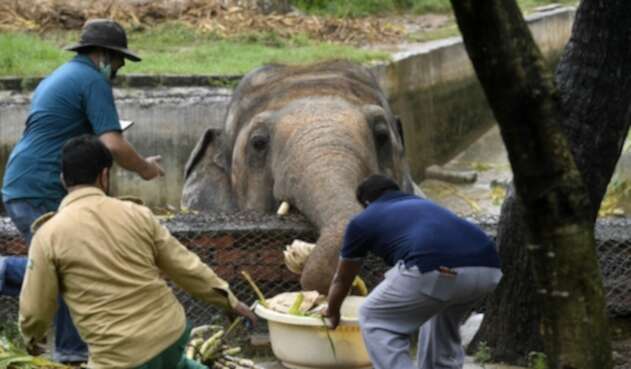 Elefante en Zoológico