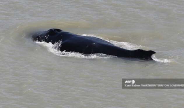 Ballenas