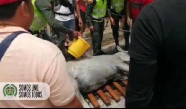 El dueño del equino fue detenido