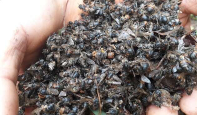 Abejas muertas en el Huila