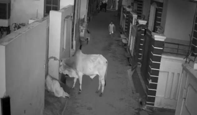 Ataque de un toro