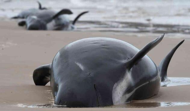 Ballenas varadas en Australia.