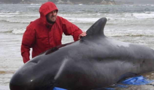 Ballenas varadas en Australia.