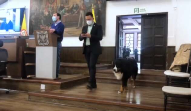 Perro en el Concejo de Bogotá