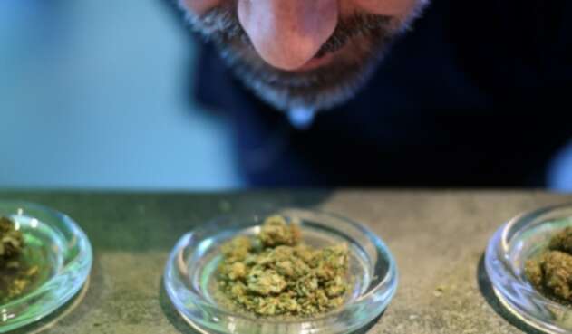 Cannabis