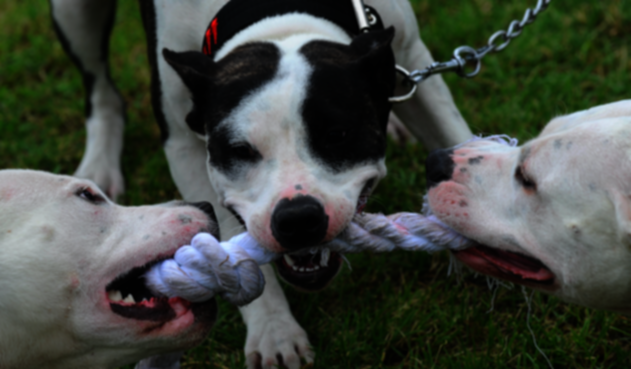 Perros pitbull.
