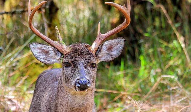 Venado