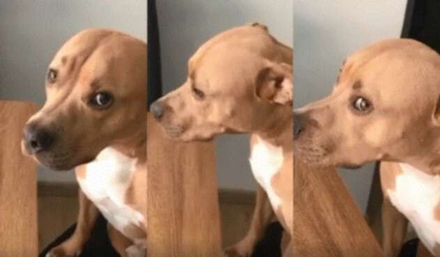 El regaño a ‘Magnus Antonio’, el perrito desobediente, que se hizo viral
