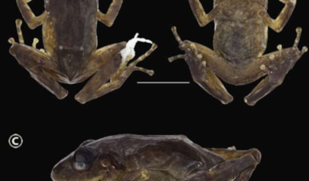 Nueva especie de rana, Pristimantis chamezensis.