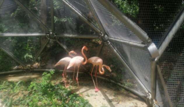 Flamencos usados como mascotas en Fusagasugá, Cundinamarca.