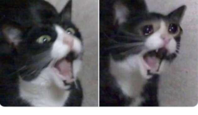 Meme de la gata que grita