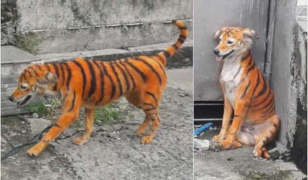 Indignación mundial por maltrato a perro que pintaron de tigre