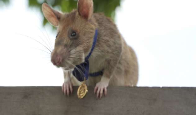 La rata Magawa recibió medalla de oro por detectar minas