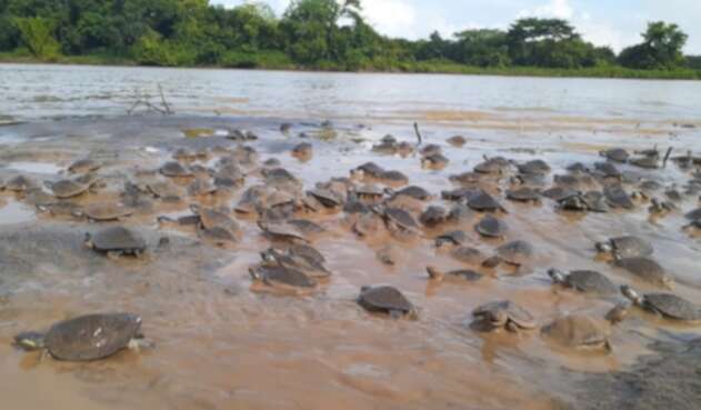 Liberación tortugas en Colombia.