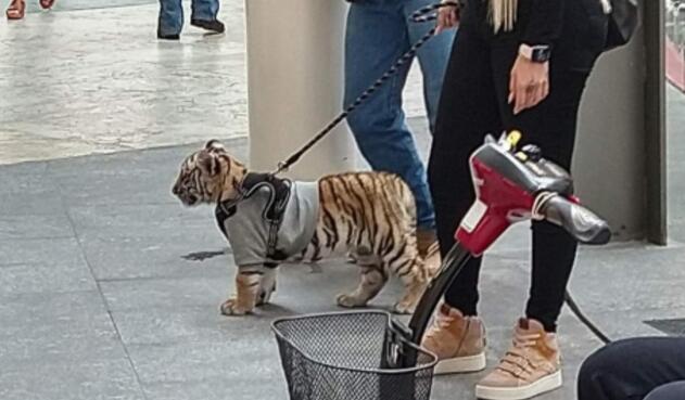 Mujer es criticada por pasear en un centro comercial con su cachorro de tigre