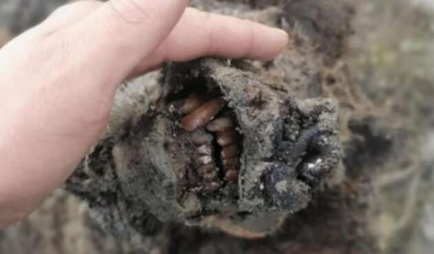Oso de las cavernas