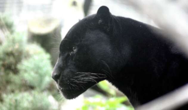 Pantera negra