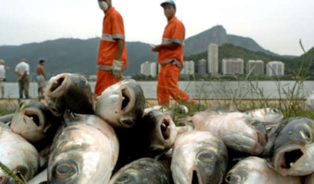 Peces