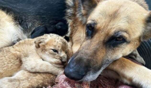 Perrita adoptó a dos cachorros de león que abandonó su madre