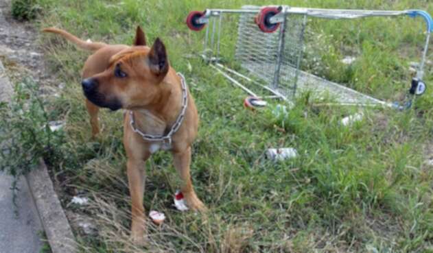 Pitbull ataca a niño Pitbull ataca a niño
