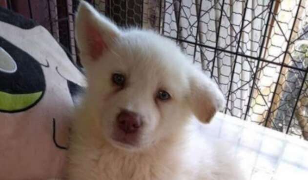 Simón, perrito abandonado
