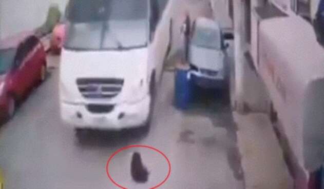 Sin razón, chofer le pasó su bus por encima a un perro y lo mató en México