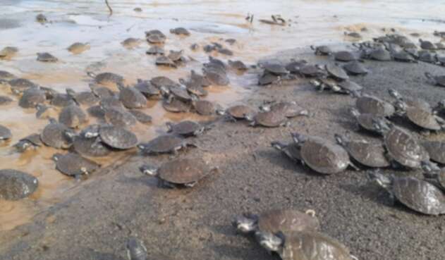 Tortugas liberadas en el río Sinú.