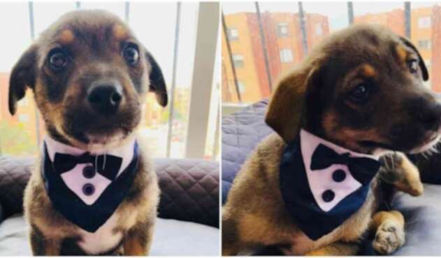 Perro Vicente