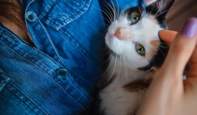 Gato
