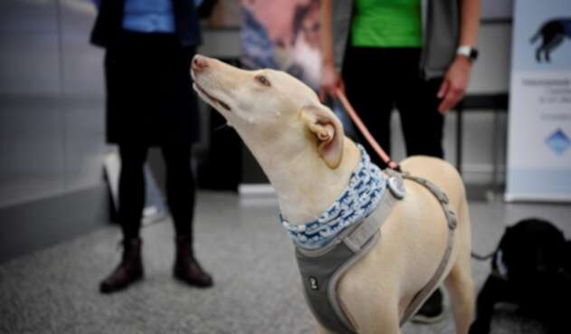 Perros en aeropuertos
