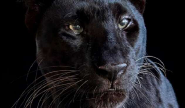 Leopardo negro Leopardo negro