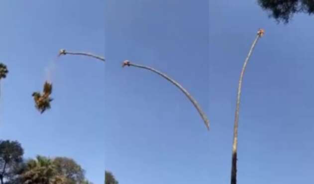 Ciudadano se jugó la vida para podar una palmera