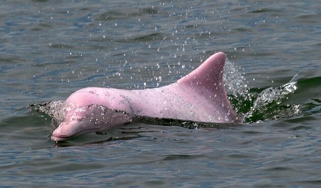 Avistamiento de delfines rosados en Hong Kong