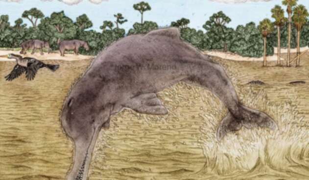 Fósil de un delfín en el desierto de La Tatacoa