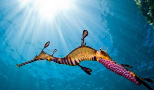 Dragones de mar: Extraño animal que nace por primera vez en Europa
