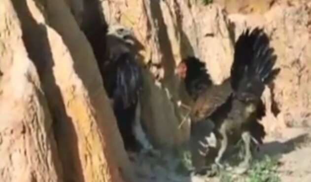 Gallina le ganó una pelea a un águila que intentó comerse a sus crías