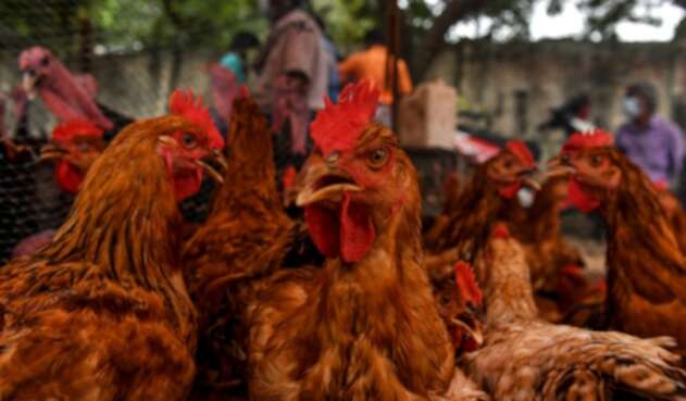 Más de 25 mil gallinas robadas en finca en Repelón (Atlántico)