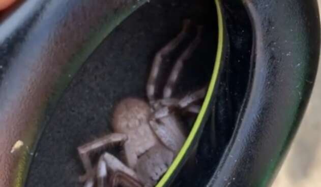 Araña en audífonos
