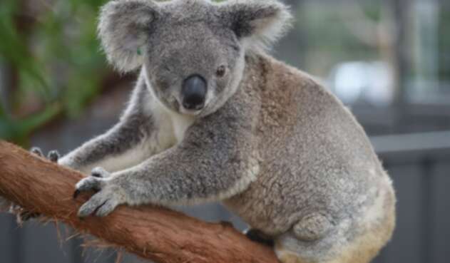 Koalas australianos
