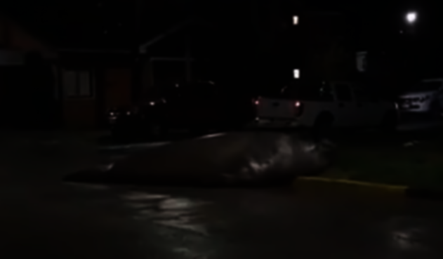 Elefante marino en calles de Chile