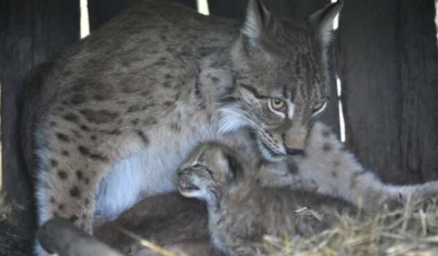 Lince referencia